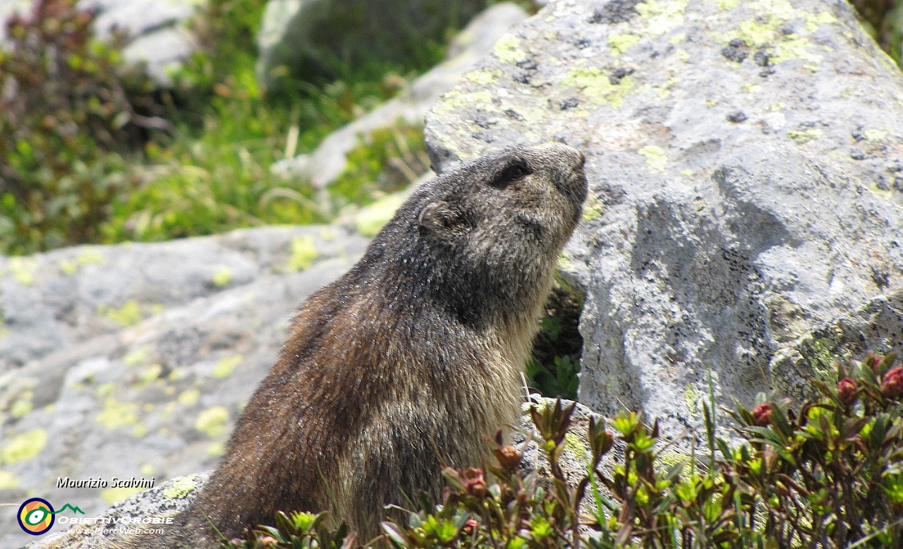 36 Marmotta di vetta....JPG